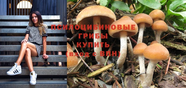 шишки Верея